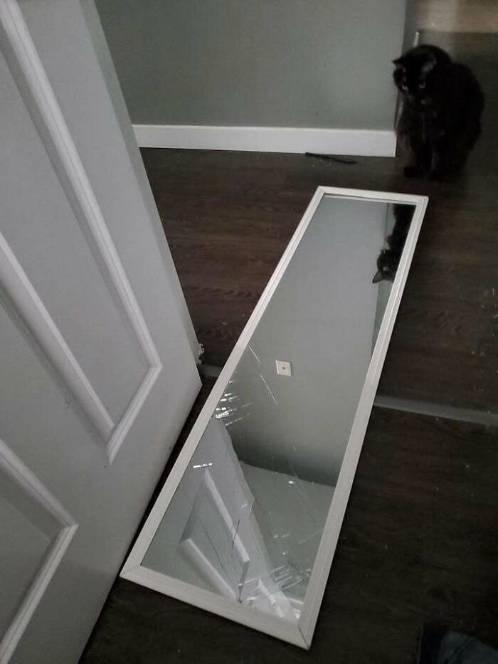 Gatos gordinhos: por que eles conquistam a internet (38 fotos) 23