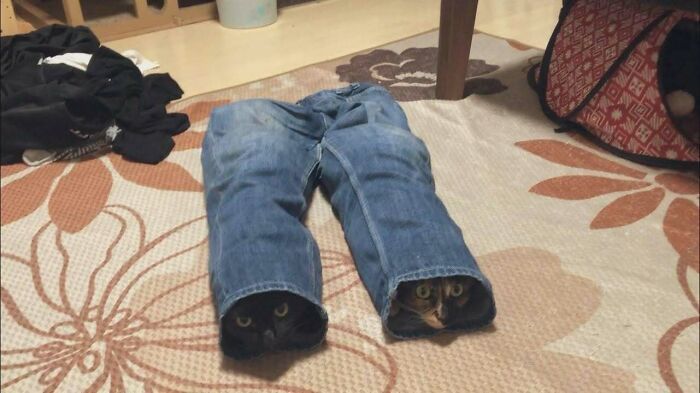 Gatos gordinhos: por que eles conquistam a internet (38 fotos) 26