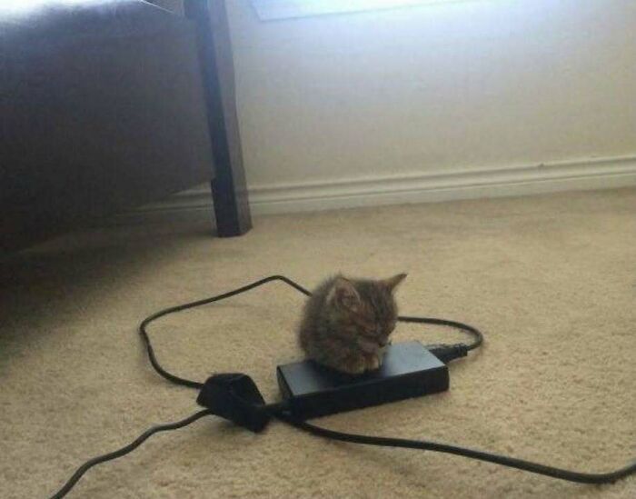 Gatos gordinhos: por que eles conquistam a internet (38 fotos) 30