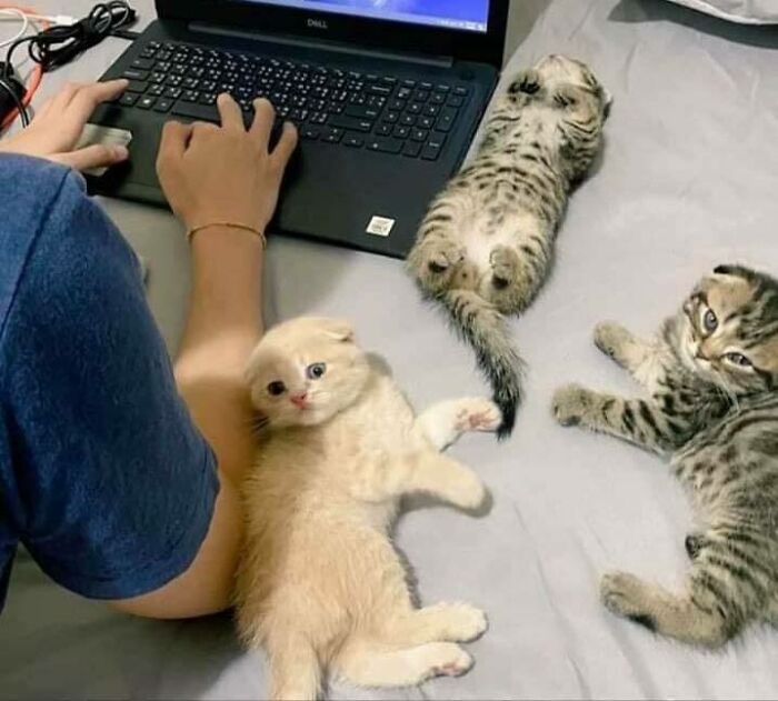 Gatos gordinhos: por que eles conquistam a internet (38 fotos) 31