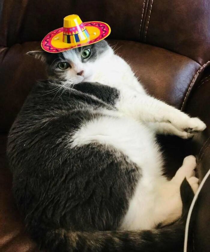 Gatos gordinhos: por que eles conquistam a internet (38 fotos) 33