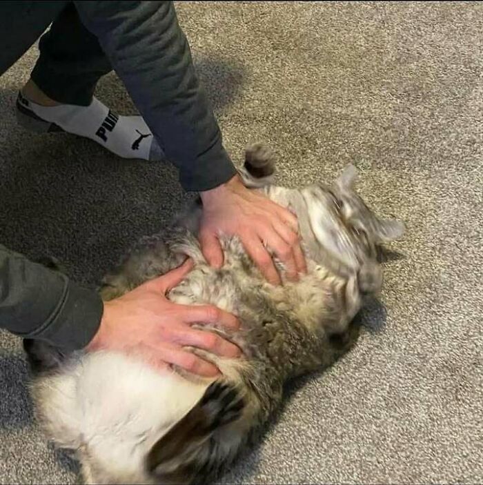 Gatos gordinhos: por que eles conquistam a internet (38 fotos) 36