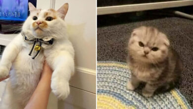 Gatos gordinhos: por que eles conquistam a internet (38 fotos) 19