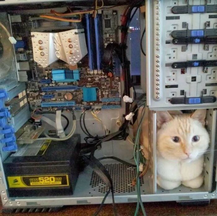 Gatos gordinhos: por que eles conquistam a internet (38 fotos) 37