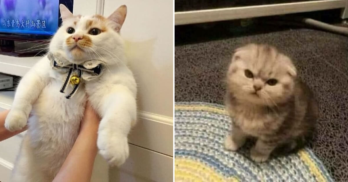 Gatos gordinhos: por que eles conquistam a internet (38 fotos)