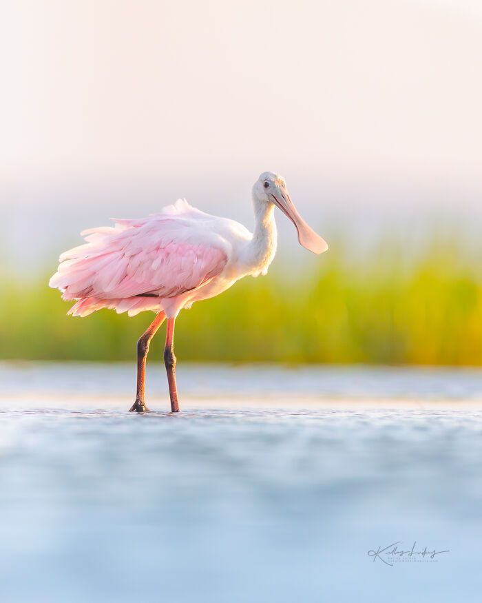 Kelley Luikey: a fotógrafa que transforma aves em poesia visual (23 fotos) 2