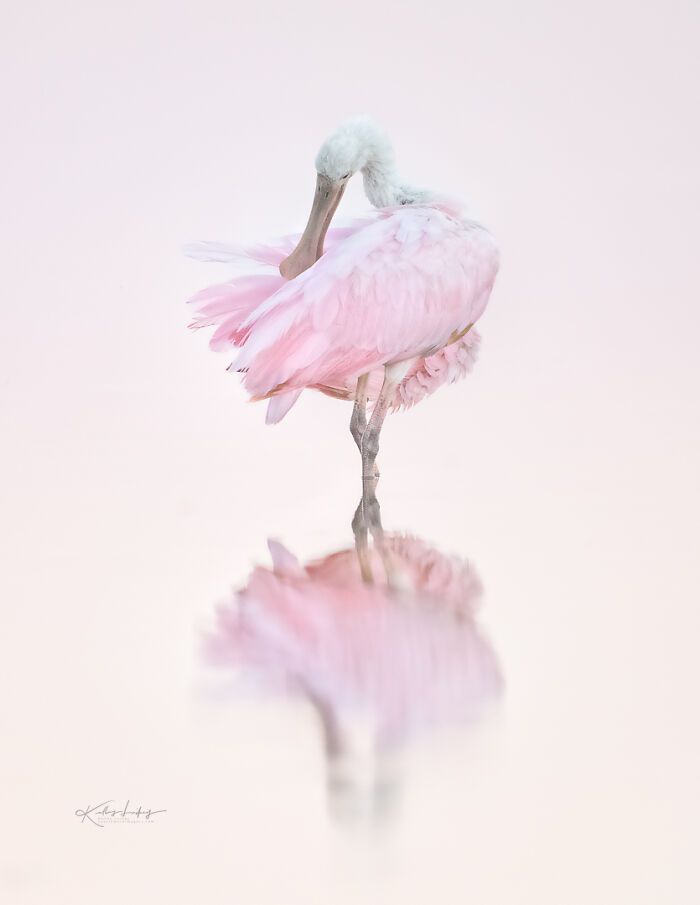 Kelley Luikey: a fotógrafa que transforma aves em poesia visual (23 fotos) 5