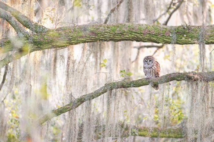 Kelley Luikey: a fotógrafa que transforma aves em poesia visual (23 fotos) 7
