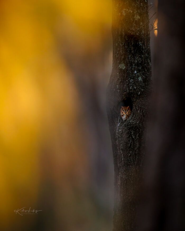 Kelley Luikey: a fotógrafa que transforma aves em poesia visual (23 fotos) 8