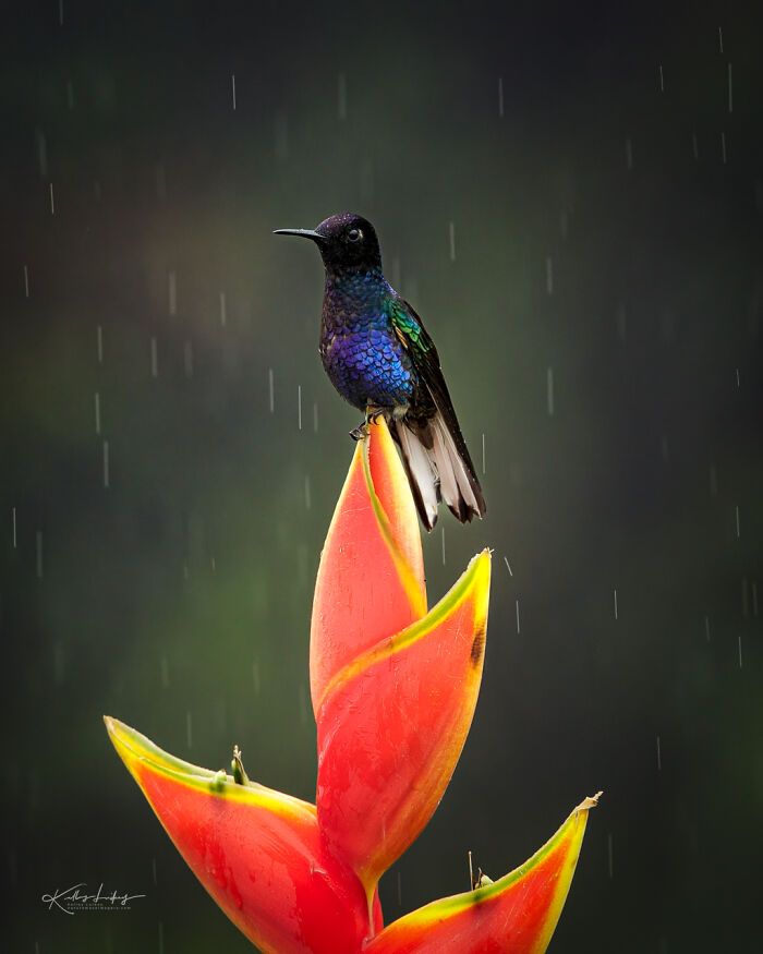 Kelley Luikey: a fotógrafa que transforma aves em poesia visual (23 fotos) 10