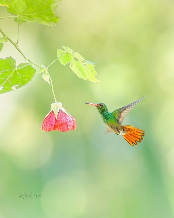 Kelley Luikey: a fotógrafa que transforma aves em poesia visual (23 fotos) 16