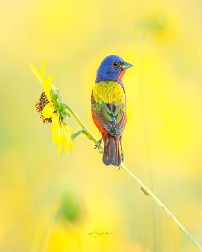 Kelley Luikey: a fotógrafa que transforma aves em poesia visual (23 fotos) 18