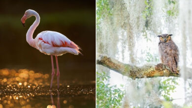 Kelley Luikey: a fotógrafa que transforma aves em poesia visual (23 fotos) 24