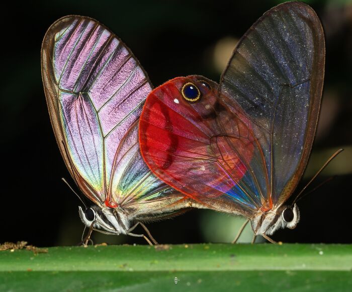 O olhar de Dara Ojo: insetos transformados em arte pela macrofotografia (30 fotos) 4