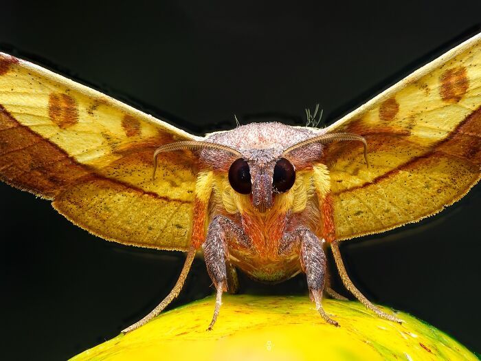 O olhar de Dara Ojo: insetos transformados em arte pela macrofotografia (30 fotos) 7