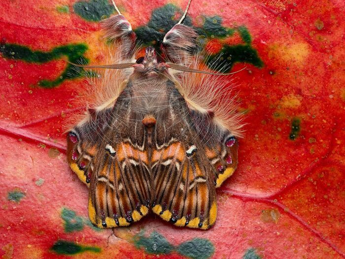 O olhar de Dara Ojo: insetos transformados em arte pela macrofotografia (30 fotos) 26