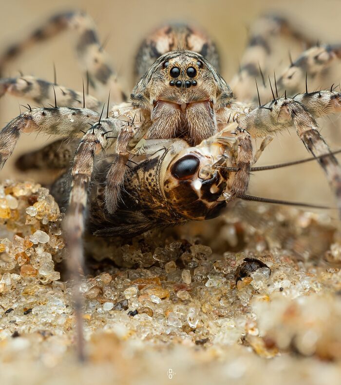O olhar de Dara Ojo: insetos transformados em arte pela macrofotografia (30 fotos) 29