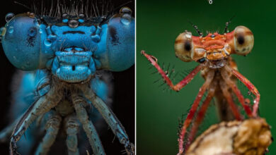 O olhar de Dara Ojo: insetos transformados em arte pela macrofotografia (30 fotos) 9