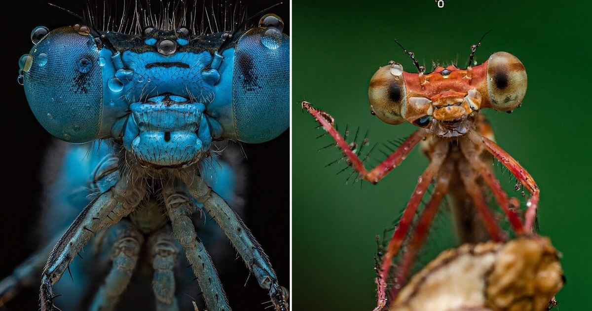 O olhar de Dara Ojo: insetos transformados em arte pela macrofotografia (30 fotos)