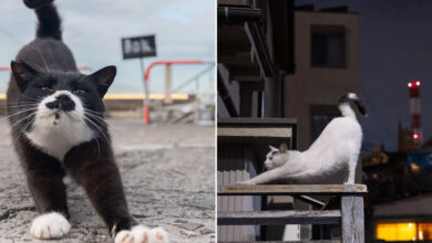 Os gatos de rua mais carismáticos do Japão pelas lentes de Masayuki Oki (35 fotos) 30