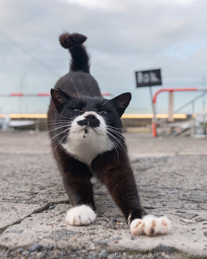 Os gatos de rua mais carismáticos do Japão pelas lentes de Masayuki Oki (35 fotos) 1