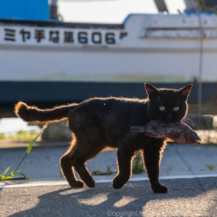 Os gatos de rua mais carismáticos do Japão pelas lentes de Masayuki Oki (35 fotos) 3