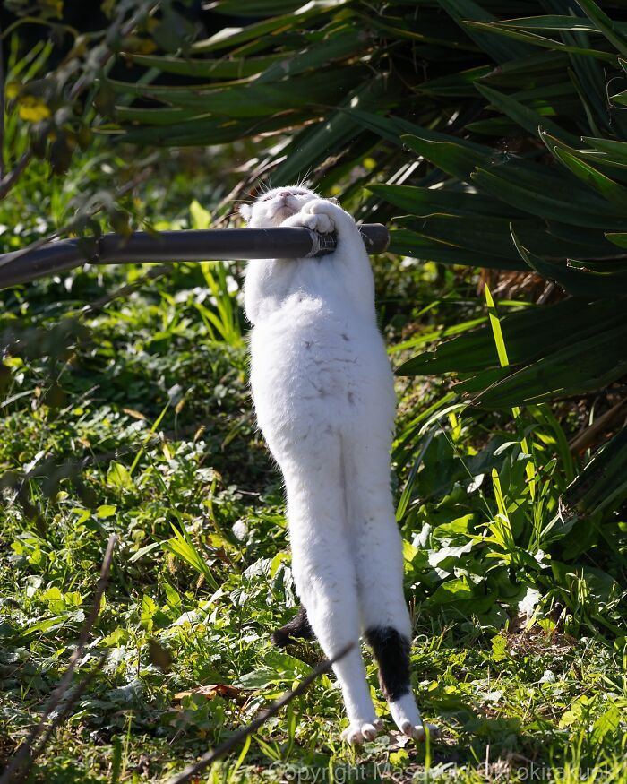 Os gatos de rua mais carismáticos do Japão pelas lentes de Masayuki Oki (35 fotos) 6