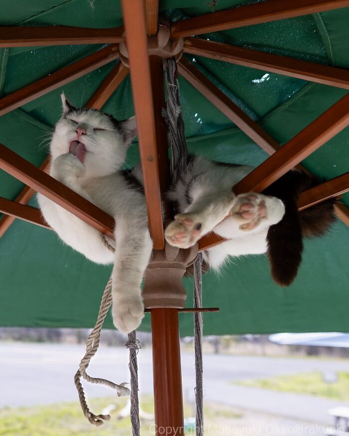 Os gatos de rua mais carismáticos do Japão pelas lentes de Masayuki Oki (35 fotos) 9