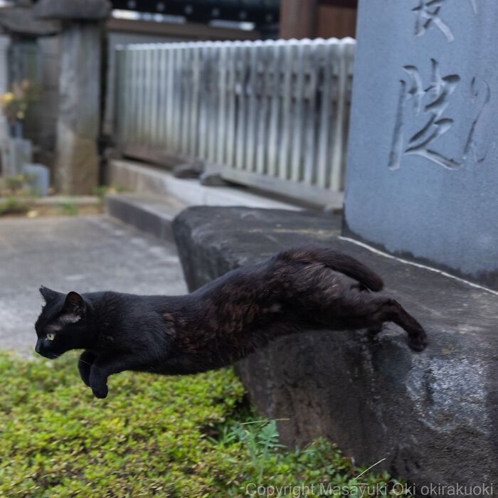 Os gatos de rua mais carismáticos do Japão pelas lentes de Masayuki Oki (35 fotos) 18