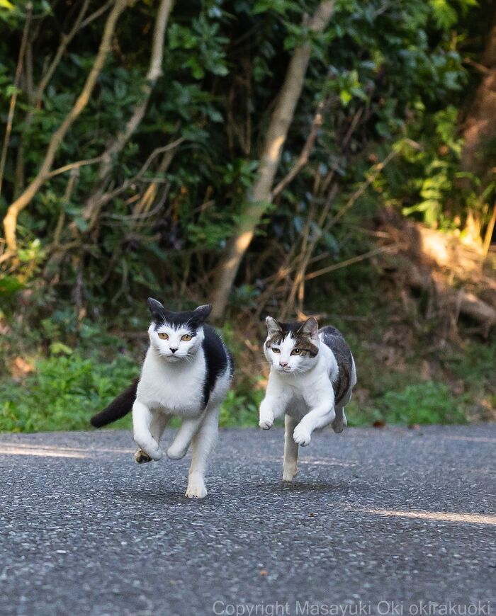 Os gatos de rua mais carismáticos do Japão pelas lentes de Masayuki Oki (35 fotos) 19