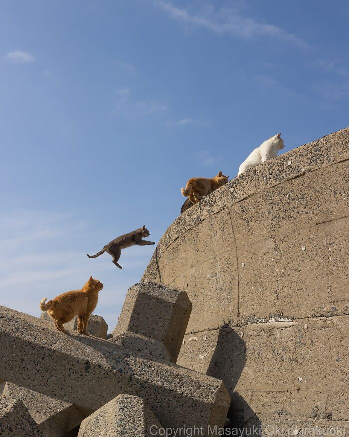 Os gatos de rua mais carismáticos do Japão pelas lentes de Masayuki Oki (35 fotos) 20