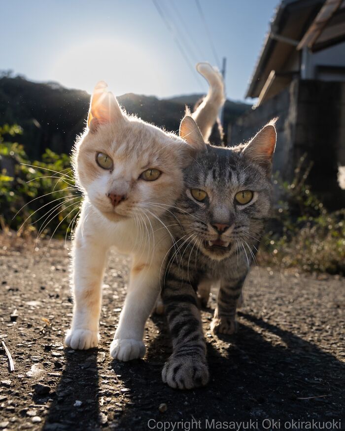 Os gatos de rua mais carismáticos do Japão pelas lentes de Masayuki Oki (35 fotos) 23