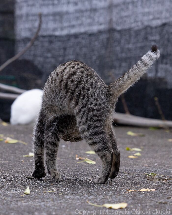 Os gatos de rua mais carismáticos do Japão pelas lentes de Masayuki Oki (35 fotos) 26
