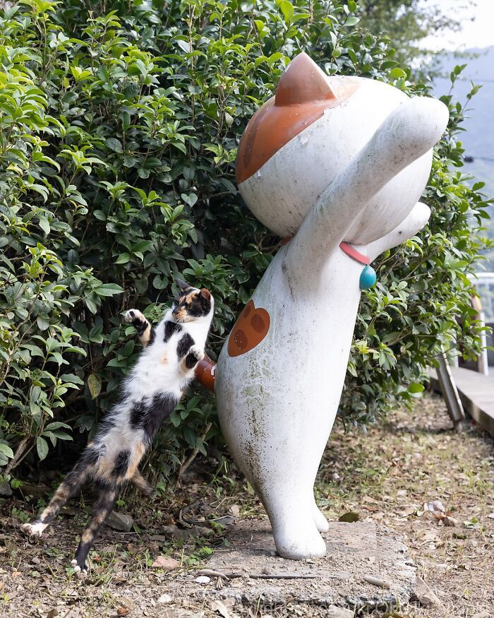 Os gatos de rua mais carismáticos do Japão pelas lentes de Masayuki Oki (35 fotos) 27