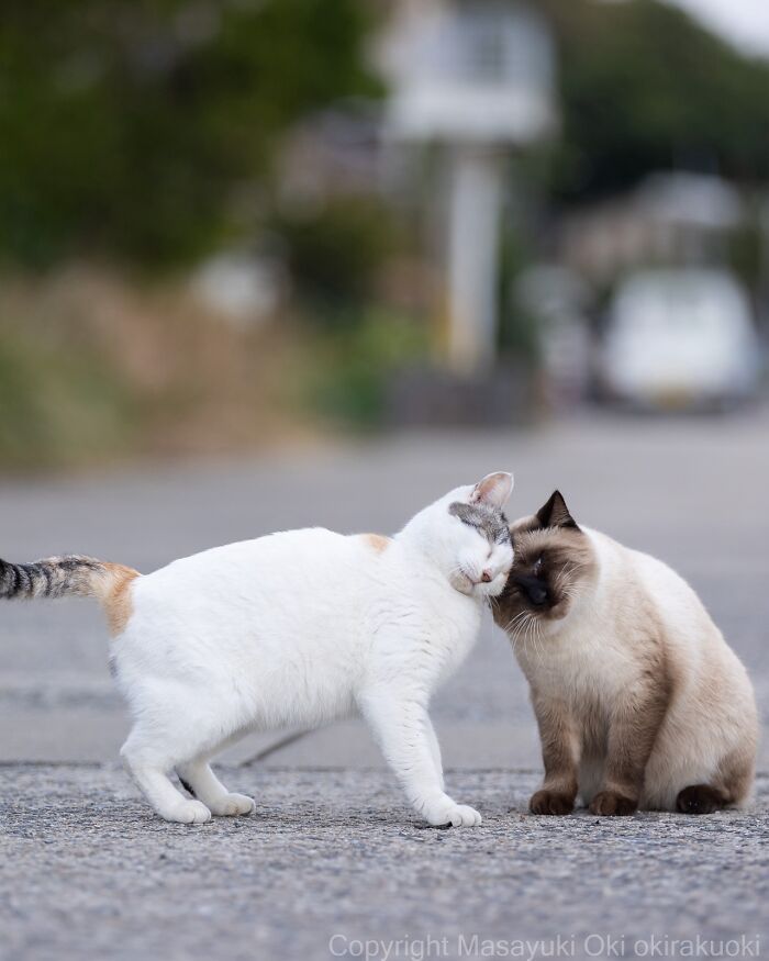 Os gatos de rua mais carismáticos do Japão pelas lentes de Masayuki Oki (35 fotos) 30