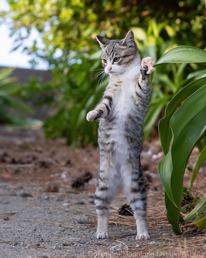 Os gatos de rua mais carismáticos do Japão pelas lentes de Masayuki Oki (35 fotos) 31