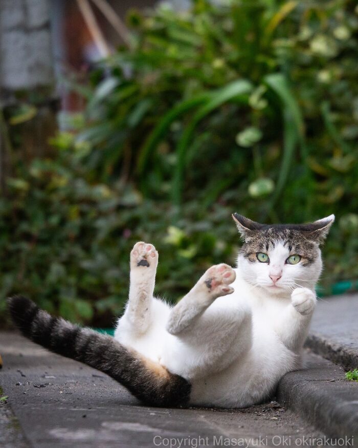 Os gatos de rua mais carismáticos do Japão pelas lentes de Masayuki Oki (35 fotos) 34