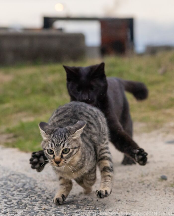 Os gatos de rua mais carismáticos do Japão pelas lentes de Masayuki Oki (35 fotos) 35
