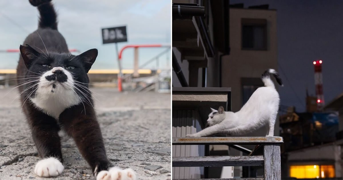 Os gatos de rua mais carismáticos do Japão pelas lentes de Masayuki Oki (35 fotos)