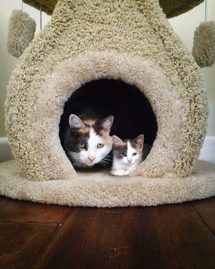 Seeing Double Edits: o projeto que une o filhote e o pet adulto em uma só foto (34 fotos) 1