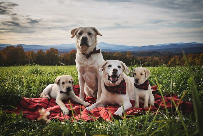 Seeing Double Edits: o projeto que une o filhote e o pet adulto em uma só foto (34 fotos) 3