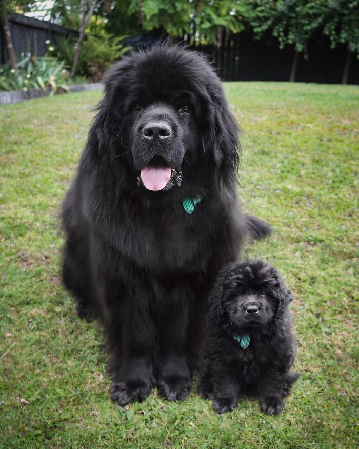 Seeing Double Edits: o projeto que une o filhote e o pet adulto em uma só foto (34 fotos) 4