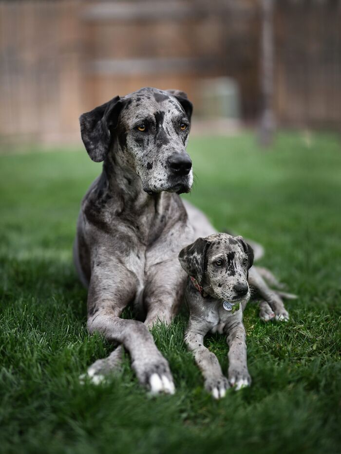 Seeing Double Edits: o projeto que une o filhote e o pet adulto em uma só foto (34 fotos) 11