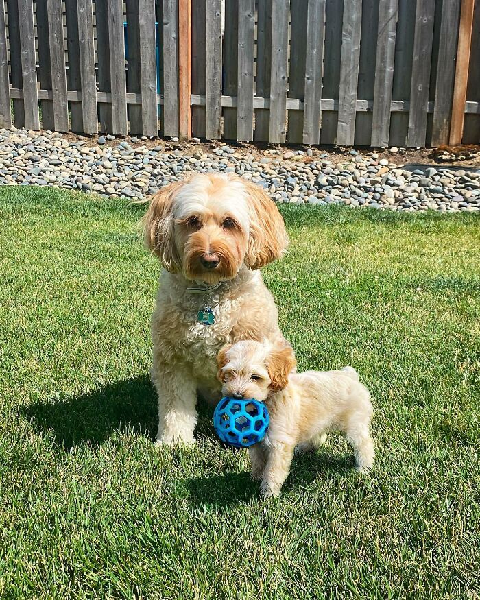 Seeing Double Edits: o projeto que une o filhote e o pet adulto em uma só foto (34 fotos) 16