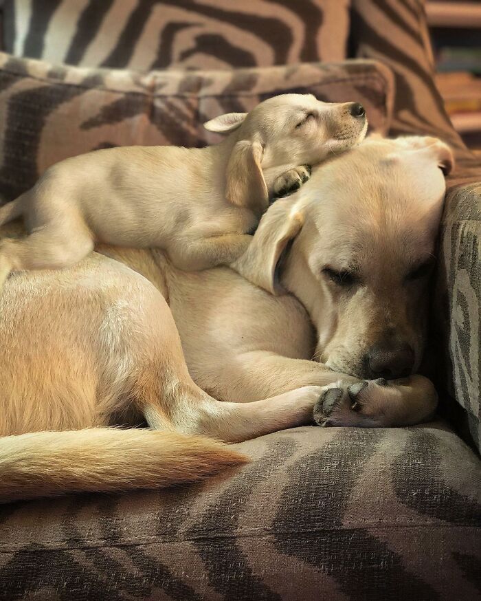 Seeing Double Edits: o projeto que une o filhote e o pet adulto em uma só foto (34 fotos) 21