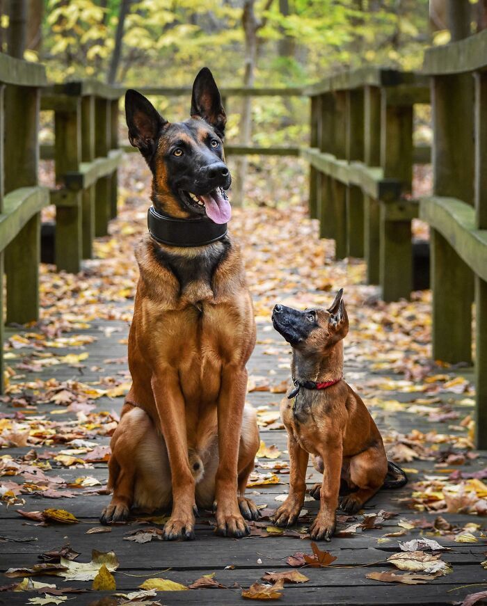 Seeing Double Edits: o projeto que une o filhote e o pet adulto em uma só foto (34 fotos) 25