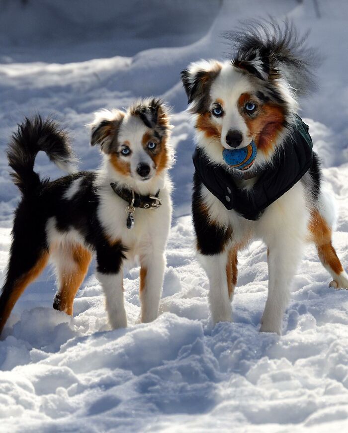 Seeing Double Edits: o projeto que une o filhote e o pet adulto em uma só foto (34 fotos) 31