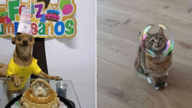 35 fotos que mostram como os bichinhos têm o poder de curar o mau humor 7