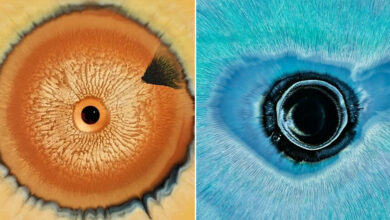 A magia de Mark Mawson: Quando tinta e água viram olhos (17 fotos) 6