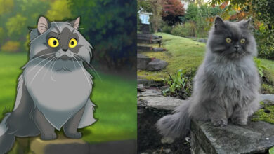 Alessia Ciullo: a artista italiana que transforma pets em personagens da Disney (25 fotos) 51